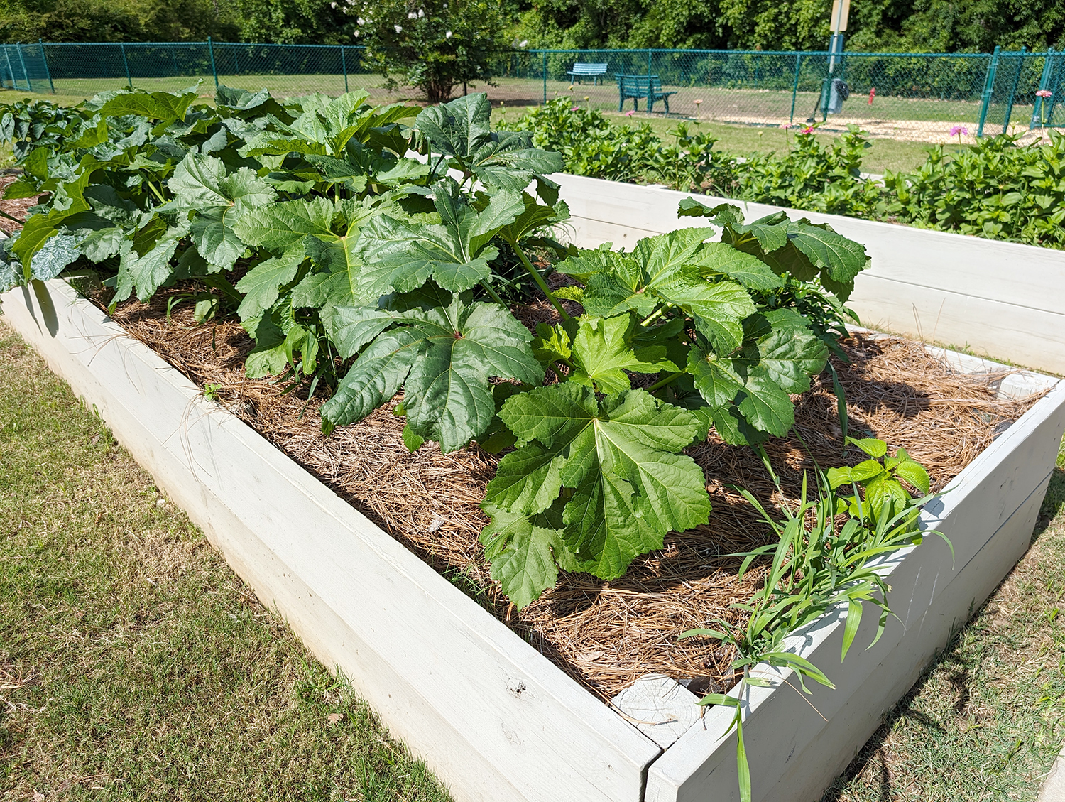 Community Garden